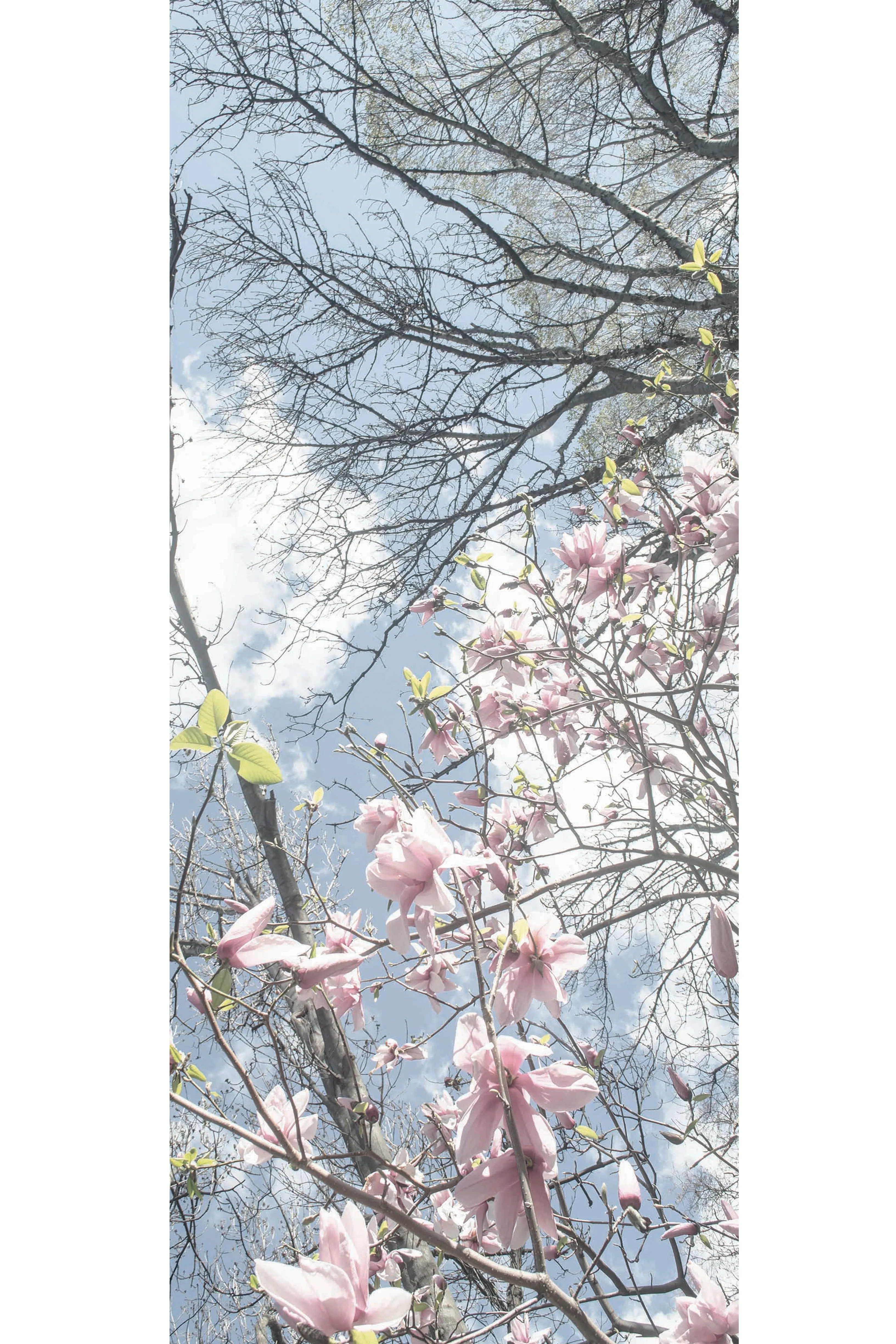 MAGNOLIA CASHMERE & MODAL SCARF